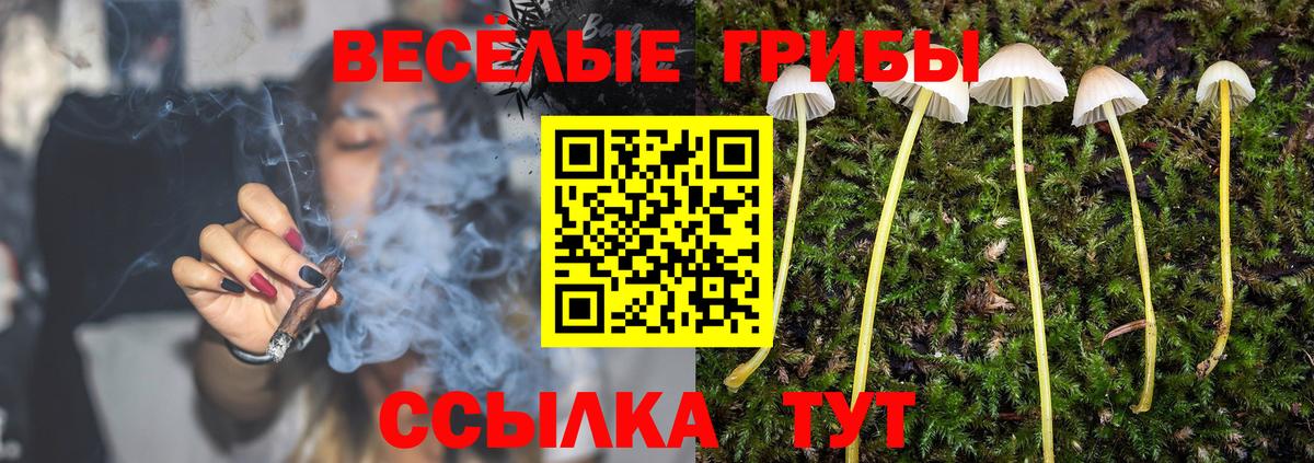 Псилоцибиновые грибы Psilocybine cubensis Удомля